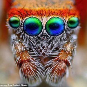 Pest control Auckland spiders