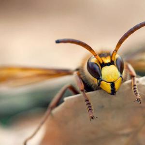 Pest Control Auckland Wasps