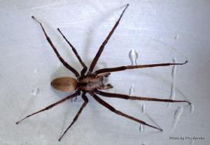 Pest Control Auckland Spiders