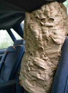 WASP NEST REMOVAL NORTH SHORE 1