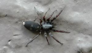 Pest Control Auckland Spiders