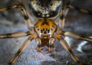 Pest Control Auckland Spiders