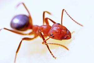 pest control onehunga auckland ants