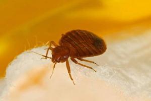 pest control CBD central auckland bed bugs