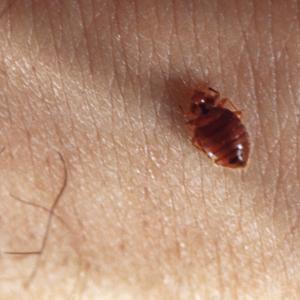 Pest control Auckland spiders bed bugs