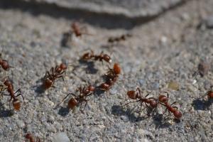 Pest control Auckland Ants