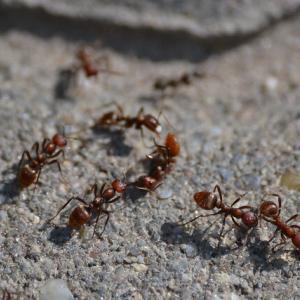 Pest control Auckland Ants