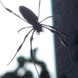 Pest control Auckland spiders