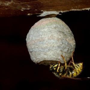 Pest control Auckland wasps