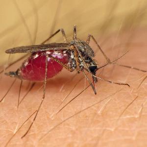 Pest control Auckland