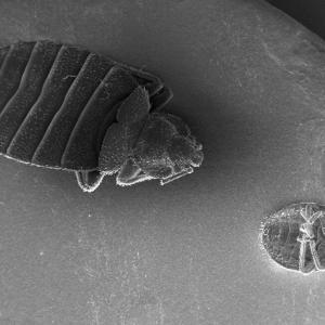 Pest control Auckland Bed Bugs