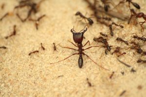 Pest control Auckland Ants