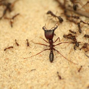 Pest control Auckland Ants