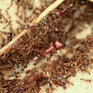 Pest control Auckland Ants