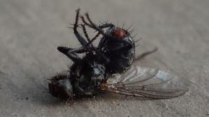 Pest control Auckland flies