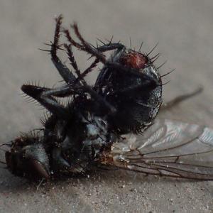 Pest control Auckland flies