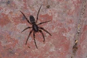 Pest control spiders