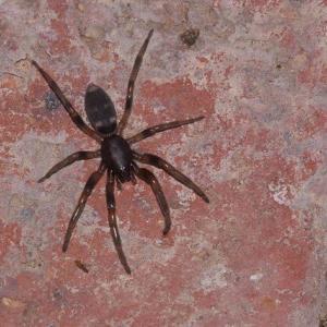 Pest control Auckland spiders