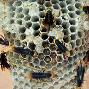 Pest control Auckland wasps