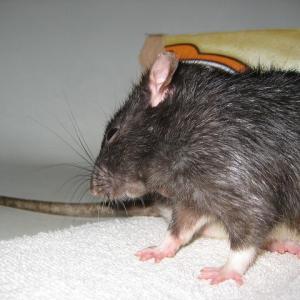 Pest control Auckland mice