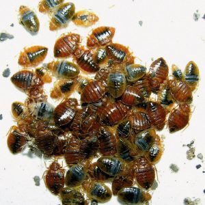 Pest control Auckland bed bugs