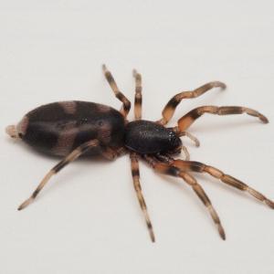 Pest control Auckland Spiders