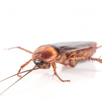 pest control Auckland cockroaches