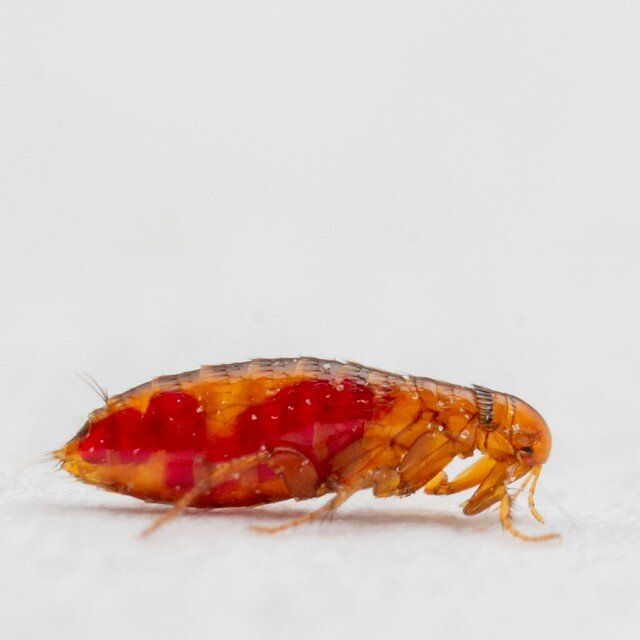 Pest control Auckland fleas