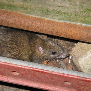 Pest control Auckland rats