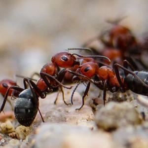 Pest control Auckland Ants