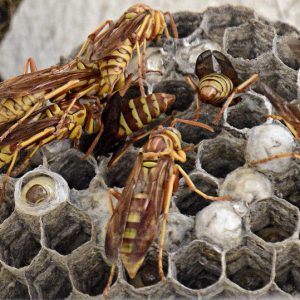 Pest control Auckland wasps