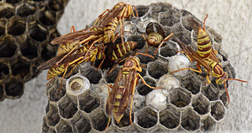 WASP CONTROL ROYAL OAK MICE FUMIGATION HALF MOON BAY ...