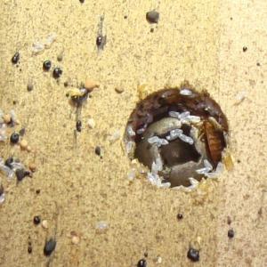 Pest control Auckland