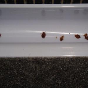 Pest control Auckland bed bugs