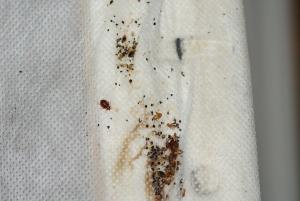 Pest control Auckland Ants