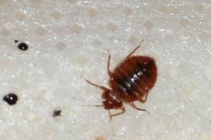 Pest control Auckland bed bugs