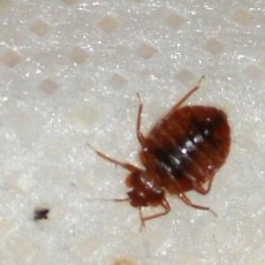 Pest control Auckland bed bugs