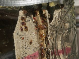 Pest control Auckland bed bugs