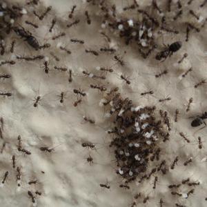 Pest control Auckland Ants