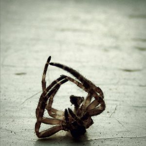 Pest control Auckland spiders