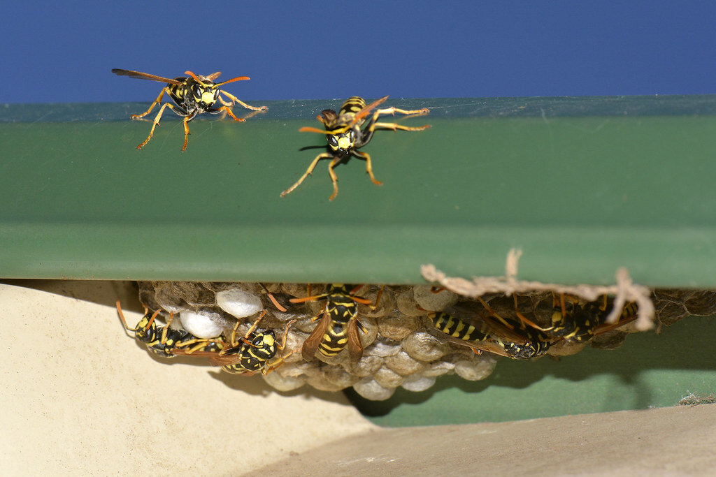 pest control green bay