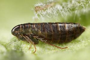 Pest control Auckland