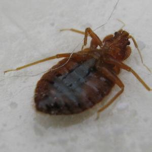 bedbug control