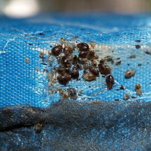 Pest control Auckland