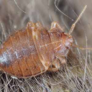 Pest control Auckland bed bugs