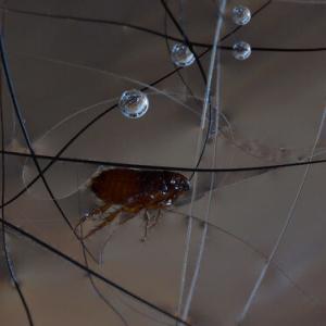 Pest control Auckland