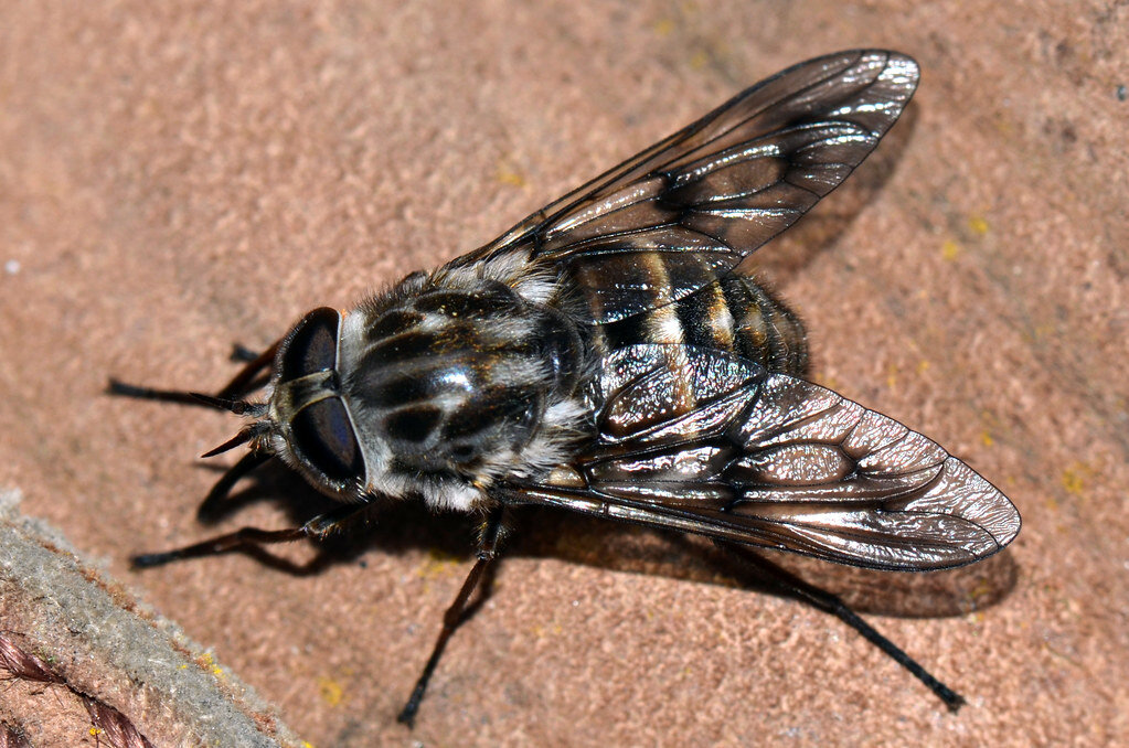 Dealing with Cluster Flies in Auckland Professional Pest Control Tips