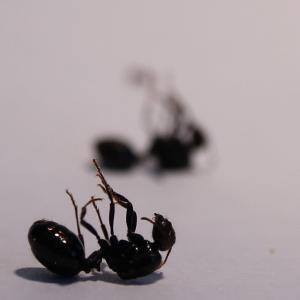 Pest control Auckland Ants