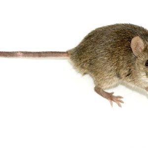 Pest control Auckland mice