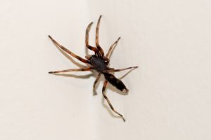 Pest control Auckland Spiders